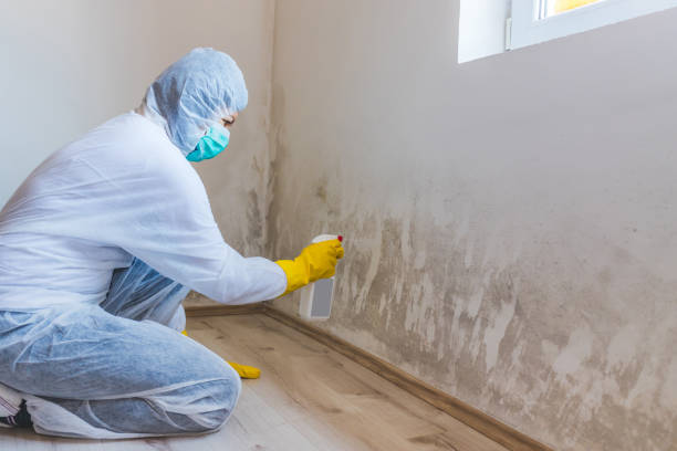 Licensed Black Mold Removal service in Highland Park, TX - WQB Mold Removal