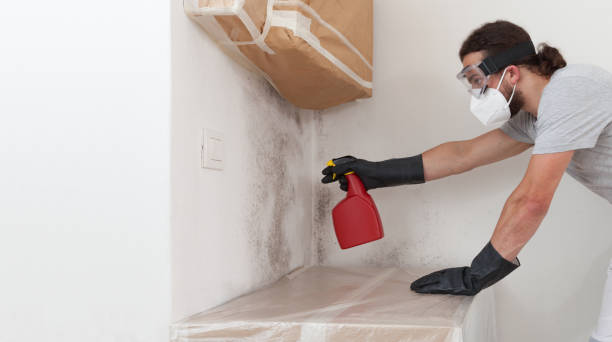 Professional Black Mold Removal technician working in Highland Park, TX