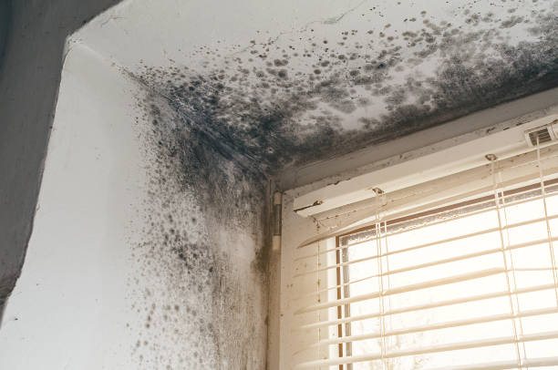 Affordable Black Mold Removal solutions in Highland Park, TX